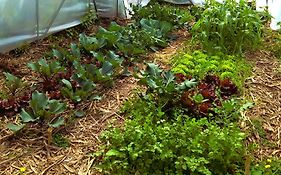 Arambha Ecovillage Farmstay